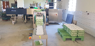 彰化蛋雞場(6)-自動分級機30+上盤機30