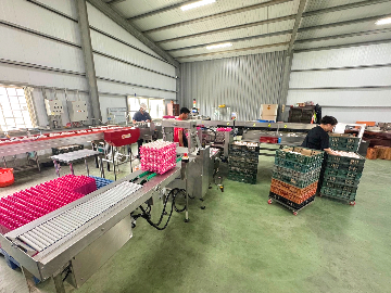 彰化蛋雞場(9)-自動分級機20+上盤機20