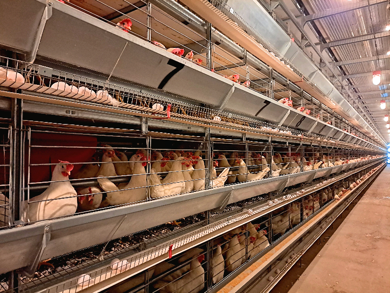 入雞後產蛋一景