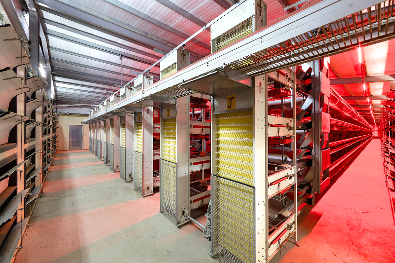 撿蛋機及總蛋帶