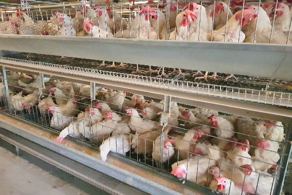 PS蛋種雞自交籠