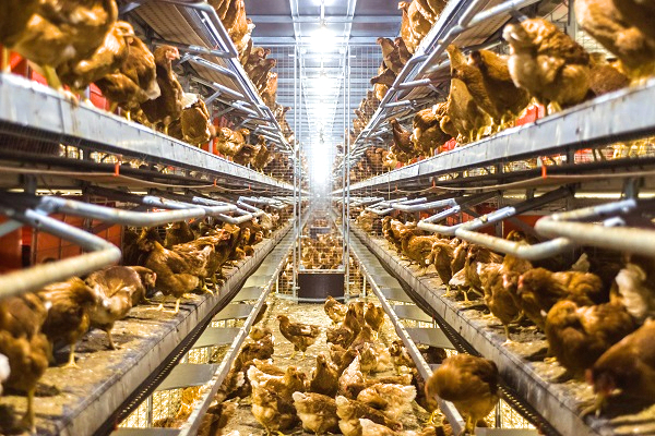 LIBERA多層式非籠養系統