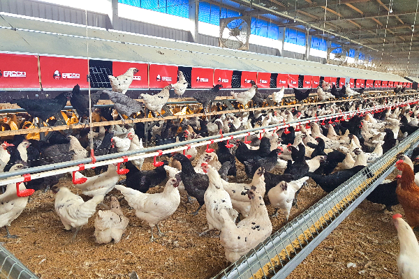 平飼蛋雞歐式中央集蛋箱