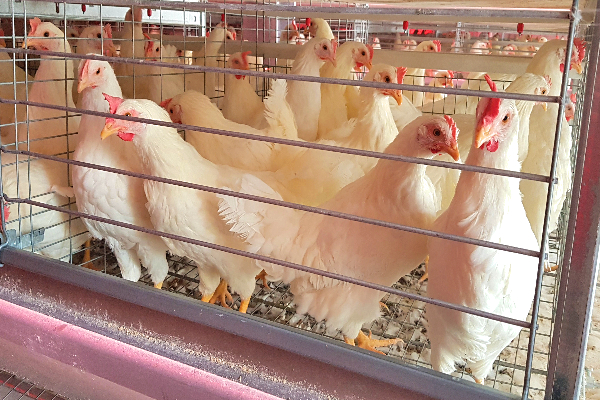 C5直立式蛋雞籠