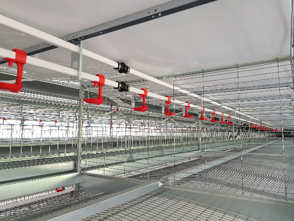 PS蛋種雞自交籠