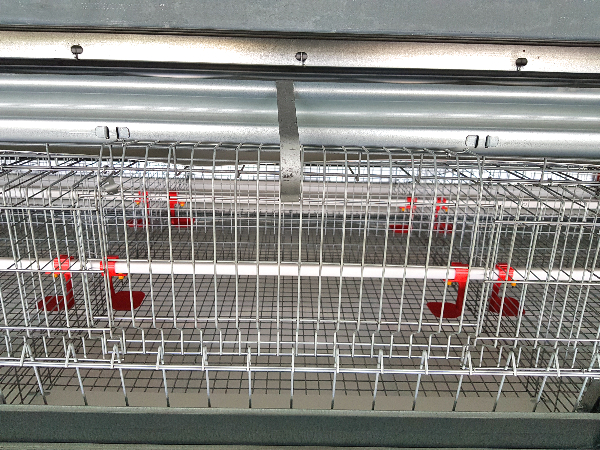 P80蛋中雞籠關 P80蛋中雞籠關