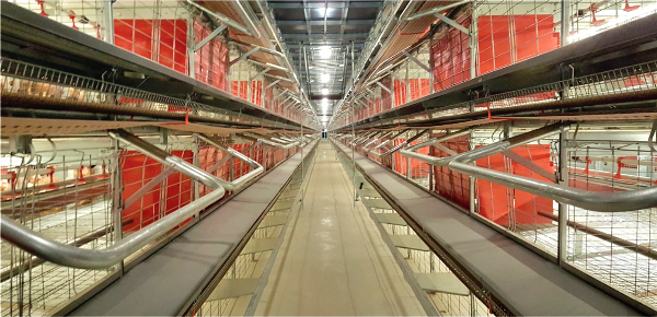 LIBERA非籠養系統